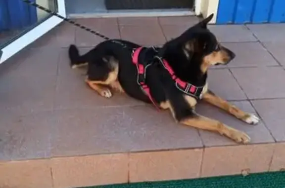 Собака найдена, Кабельный проезд, Чебоксары