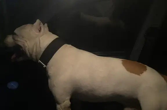 Собака найдена: Пятницкое ш., Баранцево