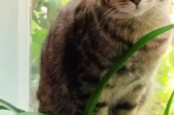 Пропала кошка, Омск, ул. Сазонова, 208А