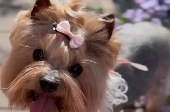 Пропал йоркширский терьер, Школьная ул.