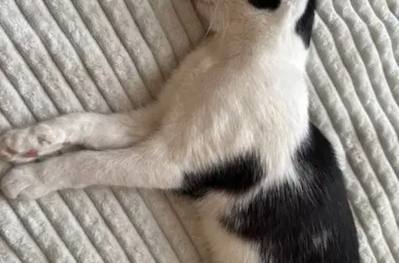 Кошки потеряшки, Слюдянка, фото: Потеряшка кошка, Берёзовый пер., 14, Слюдянка