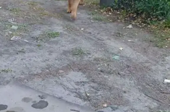 Собака найдена: 1-я Казахстанская, 1А, Омск