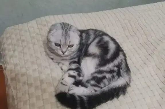 Пропала кошка, 3-я Любинская, 3, Омск