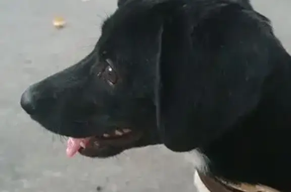 Собака найдена: Демократическая 38, Сочи