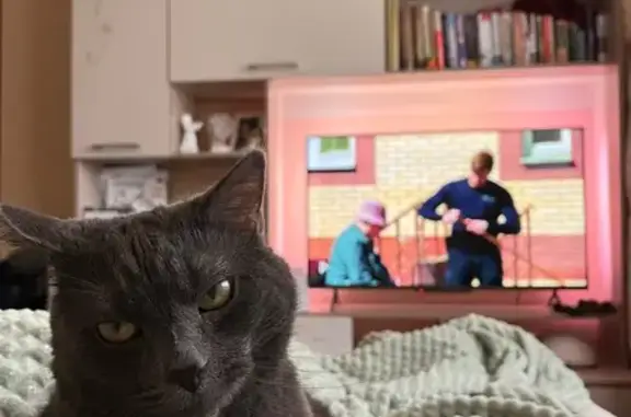 Пропала кошка, ул. М. Дудина, 25 к2