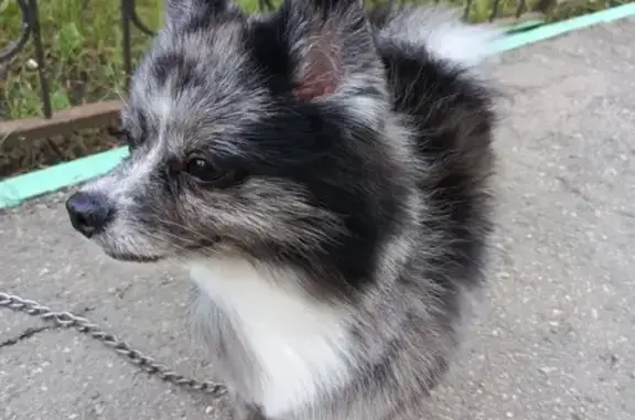 Пропала собака, ул. Куприянова 11, Саратов