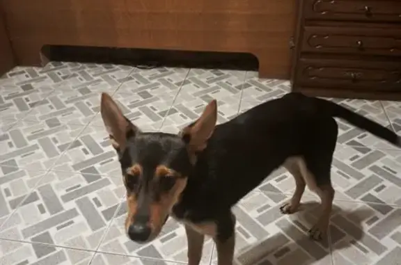 Собаки потеряшки, Саратов, фото: Потеряшка собака, ул. Куприянова 14, Саратов