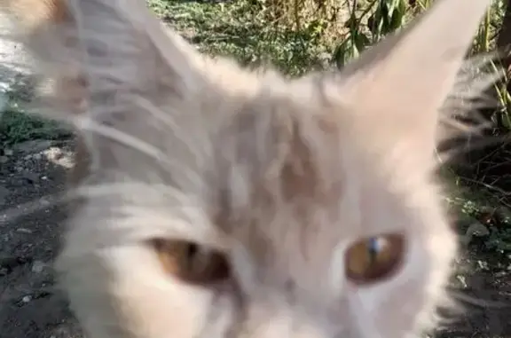 Найдена кошка, Ессентуки, фото: Кошка найдена, ул. Ермолова 47, Ессентуки