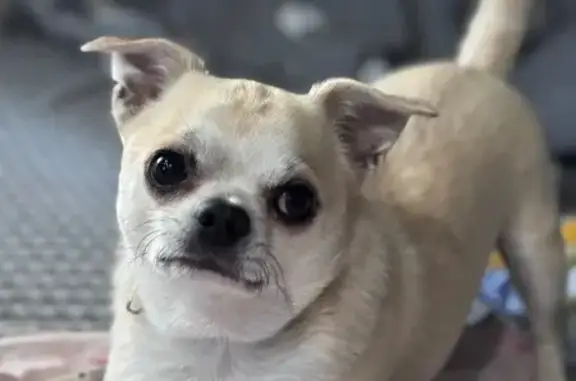 Пропала собака, Новоснежная, Иркутск