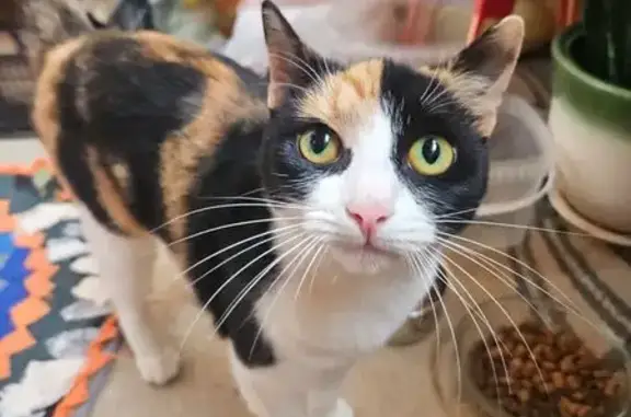 Кошка найдена, ул. Циолковского, Подольск