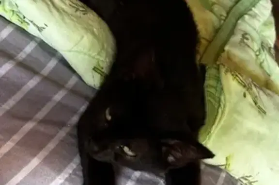 Пропал котик, Рулевой пер., 13, Н. Новгород