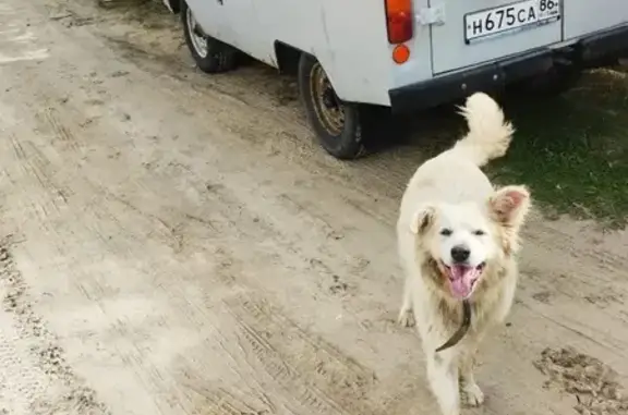 Найдена собака, Покачи, фото: Собака найдена: Жасминовый проезд, Покачи
