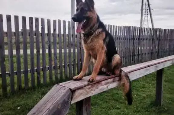 Собаки потеряшки, Подкаменское, фото: Потеряшка овчарка, Железнодорожная ул.