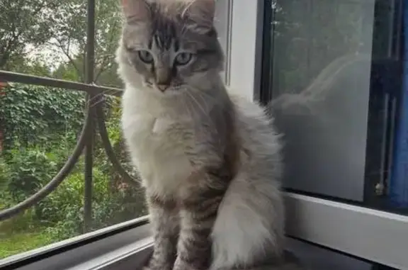 Кошки потеряшки, Москва, фото: Потеряшка кошка, Волгоградский пр., 108 к2