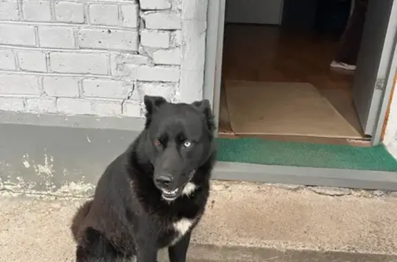 Найдена собака, Фёдоровское городское поселение, фото: Собака найдена: Почтовая ул., Фёдоровское