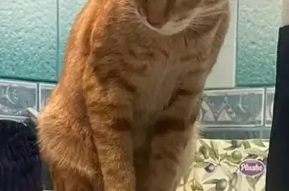 Кошки потеряшки, Брест, фото: Потеряшка кошка, Партизанский пр. 22, Брест