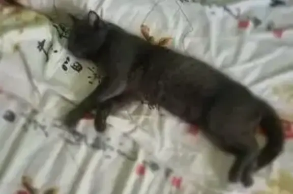 Кошки потеряшки, Истра, фото: Потеряшка кошка, Истра, ул. Ленина, 4