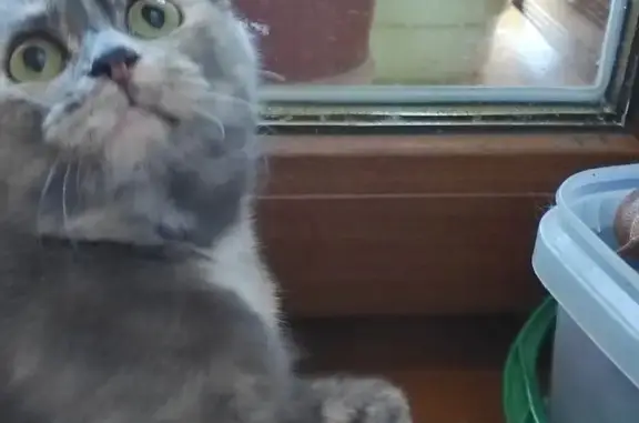 Кошка найдена: ул. Воронова, 18, Пенза