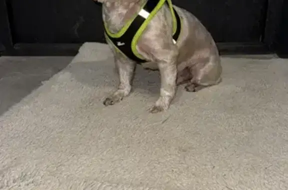 Найдена собака, Светлые Горы, фото: Йорк найден: Полевая ул., 15, Светлые Горы