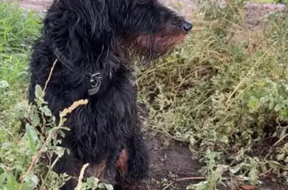 Собака на Советской Армии, 64А, Барнаул