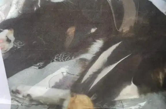 Кошки потеряшки, Шушары, фото: Потеряшка кошка, Пушкинская ул. 12, Шушары