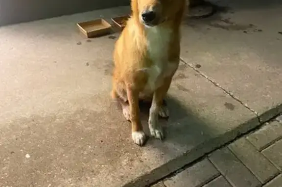 Найдена рыжая собака, ул. Композиторов