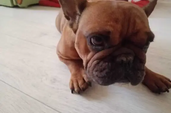 Найдена рыжая собака, Троицкая 148, Кр.