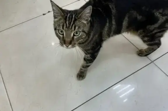 Найденные животные Курск, фото: Найдена бенгальская кошка, Ленинского Комсомола 1Б