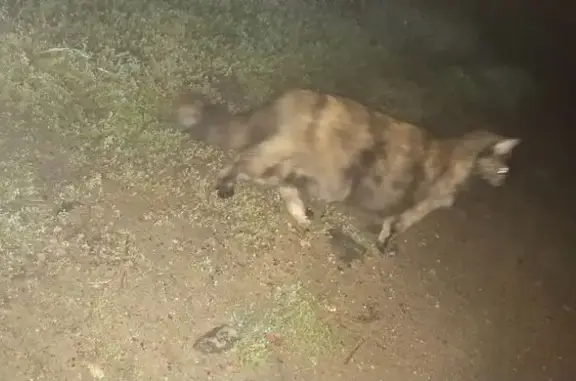 Найдена кошка, Москва, фото: Кошка найдена на проезде Досфлота, 16 к1