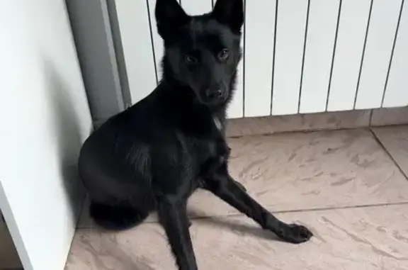 Собака найдена у дома на Архангельской 46А