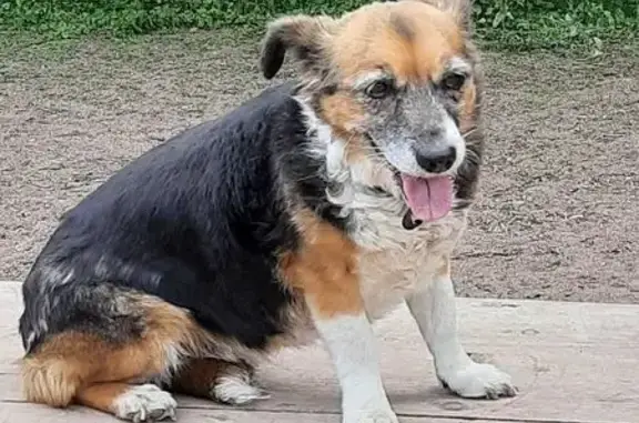 Потерянные животные Абакан, фото: Пропала собака, ул. Ломоносова, Абакан