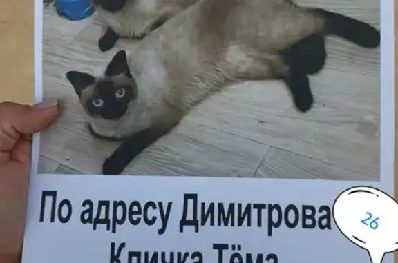 Кошки потеряшки, Усть-Илимск, фото: Потеряшка кошка, ул. Димитрова 26, Усть-Илимск