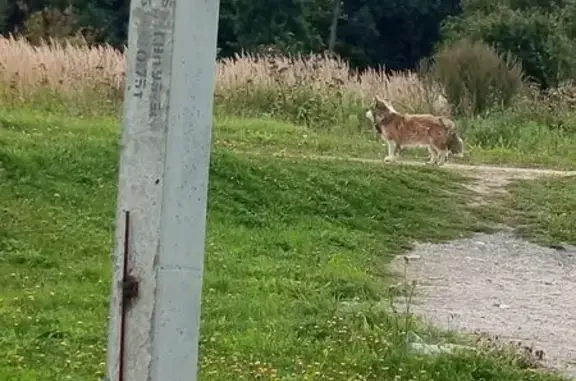 Злая собака найдена в Меревском, Калуга