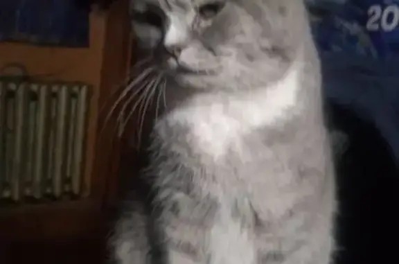 Пропала кошка, Сортировочная 9, Екб