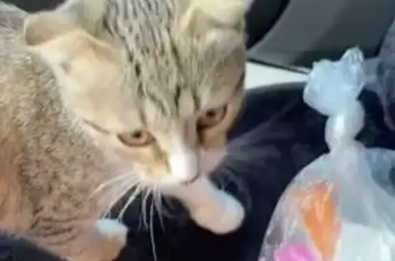 Найдена кошка, , фото: Кошка найдена: ул. 65-летия Победы, 11