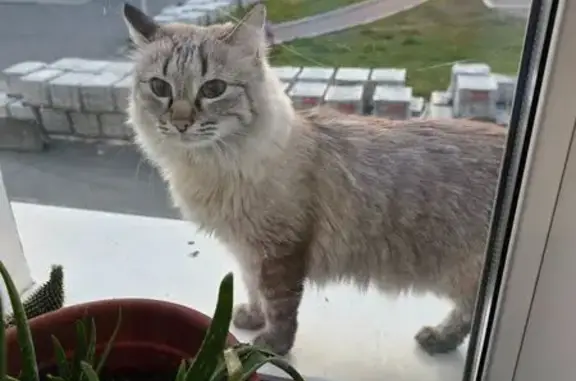 Кошки потеряшки, Норильск, фото: Потеряшка кошка, ул. Мира, 1 к4, Норильск