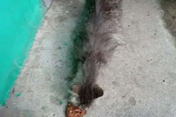 Найдена кошка: Южная ул., 10, Люберцы