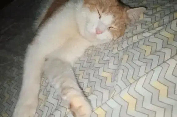 Пропала кошка, Коминтерна 6/1, НН