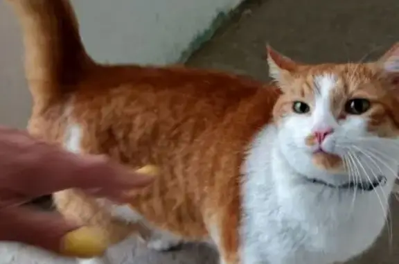 Кошки потеряшки, Московская область, фото: Потеряшка кошка в МО, А-108.