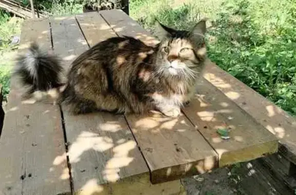 Пропала кошка, 1-й Краснофлотский, 50