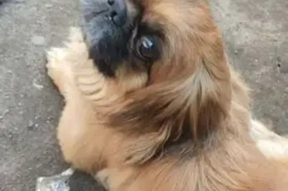 Собака найдена: Почтовая ул., 100, Брянск