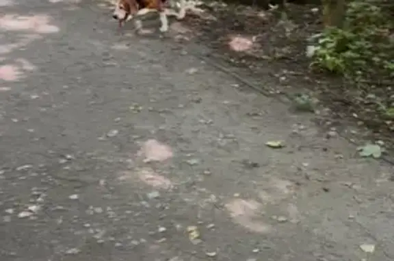 Бигль найден в Парке Сокольники, 4-й Лучевой