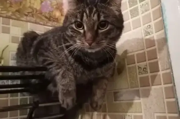 Кошки потеряшки, Слюдянка, фото: Потеряшка сибирская кошка, ул. Мичурина, Слюдянка