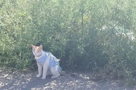 Найдена кошка, Старый Оскол, фото: Кошка найдена: 1-й Покровский пер., Старый Оскол