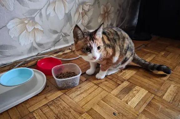 Кошки потеряшки, Москва, фото: Потеряшка кошка, 1-й Рощинский пр., 8