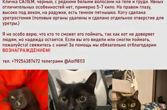 Пропал черный кот, Голосова 89, Тольятти