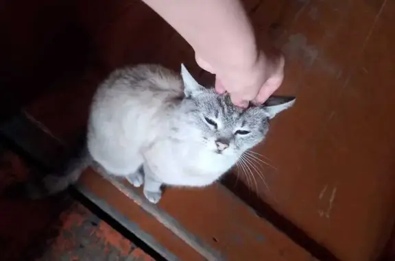 Пропала кошка в районе 12-й шахты, Киселёвск