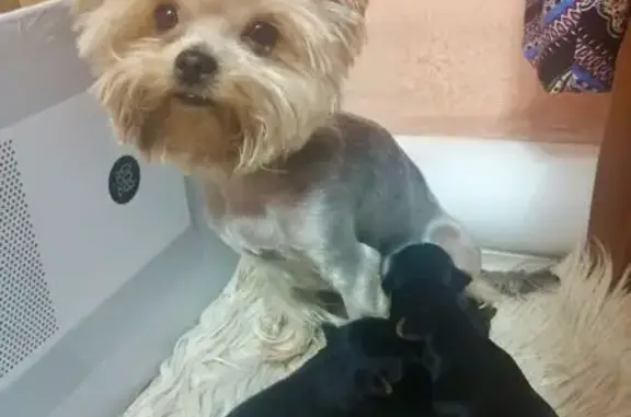 Собаки потеряшки, Ангарск, фото: Потеряшка собака на ул. Новокшенова, Ангарск