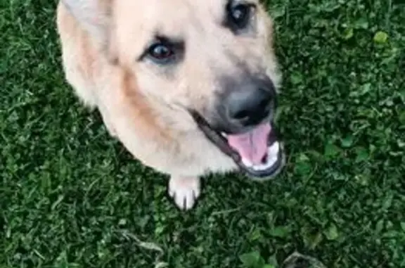 Собака найдена в Парамоновском, Орловская обл. - photo