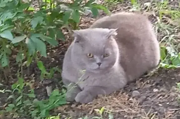 Кошки потеряшки, Красная Поляна, фото: Потеряшка кошка, Краснодарский край